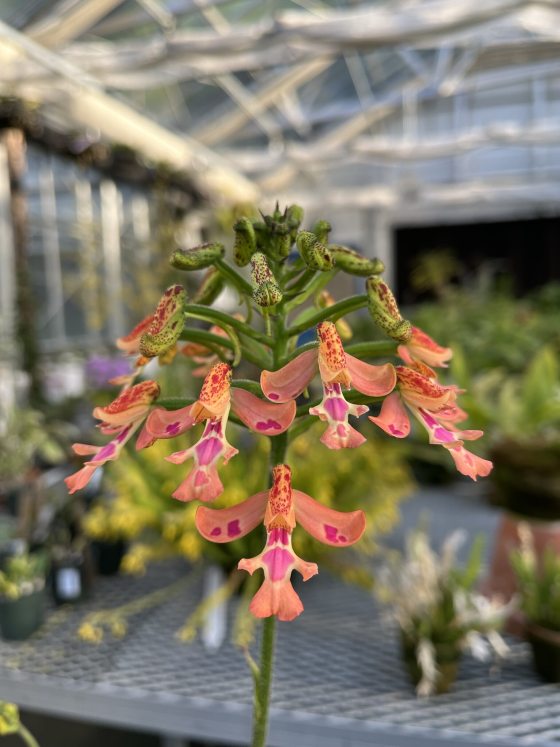 An orchid with pink and peach flowers. 